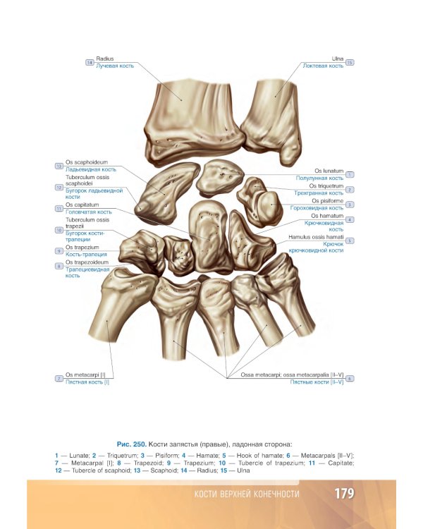 Анатомия человека: атлас: Учебное пособие. В 3 т. Т. 1