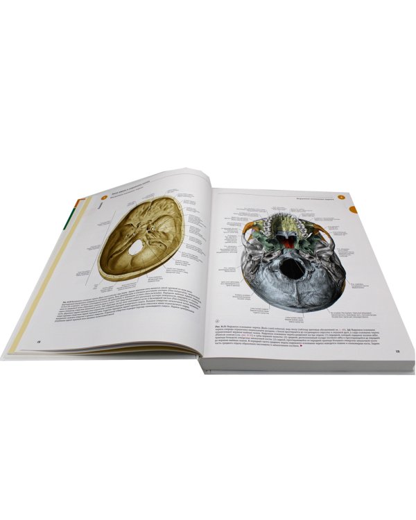 Sobotta. Атлас анатомии человека. В 3 т. Т. 3: Голова, шея и нейроанатомия. 2-е изд
