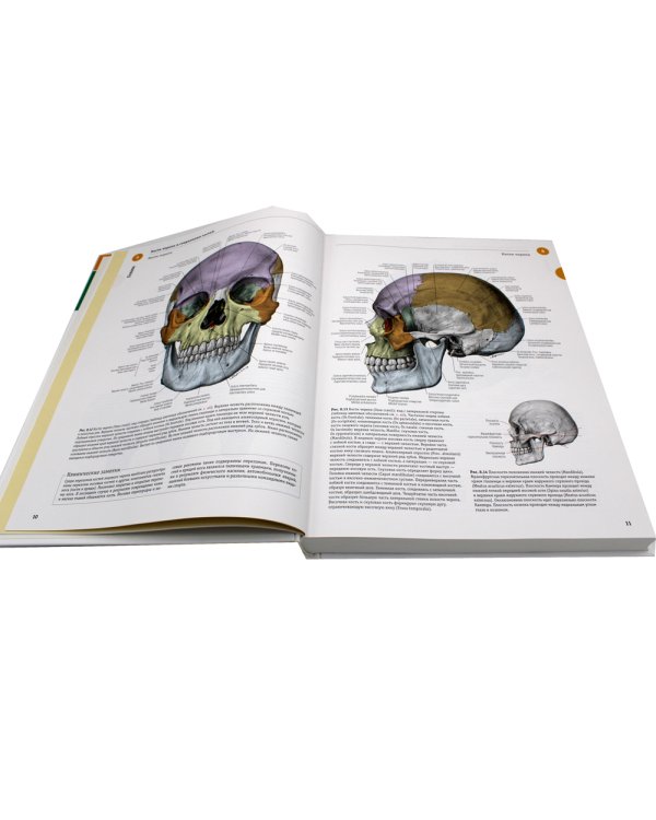 Sobotta. Атлас анатомии человека. В 3 т. Т. 3: Голова, шея и нейроанатомия. 2-е изд