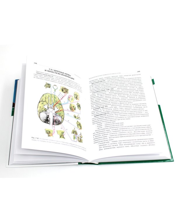 Анатомия и физиология человека: Учебник. 4-е изд., перераб. и доп