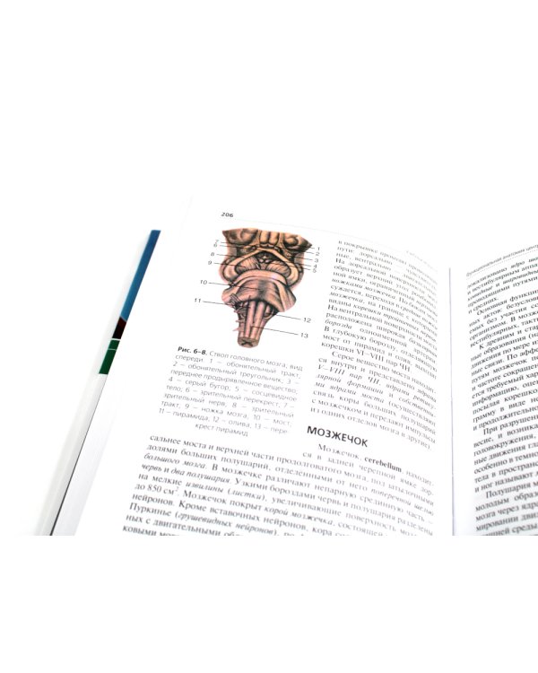 Анатомия и физиология человека: Учебник. 4-е изд., перераб. и доп