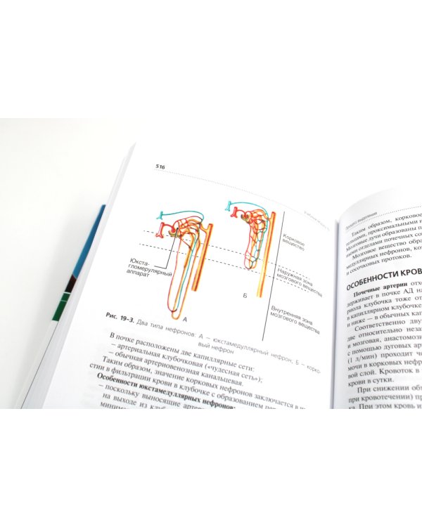 Анатомия и физиология человека: Учебник. 4-е изд., перераб. и доп
