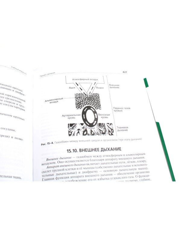 Анатомия и физиология человека: Учебник. 4-е изд., перераб. и доп