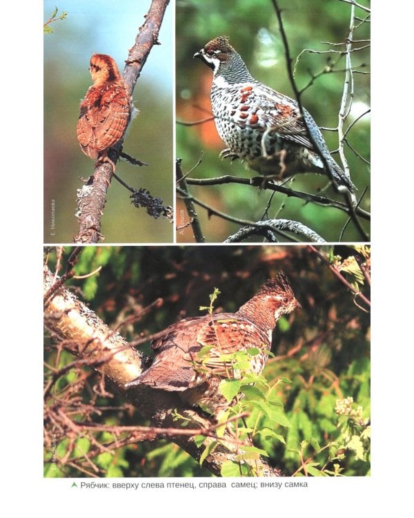 Птицы Северо-Запада; Птицы Москвы и Подмосковья (комплект из 2-х книг)