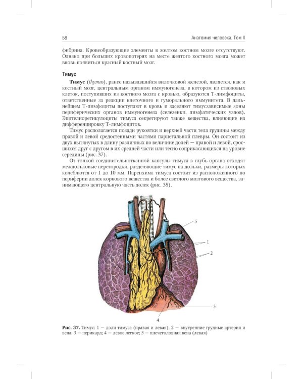 Анатомия человека: Учебник. В 2 т. (комплект из 2-х книг))
