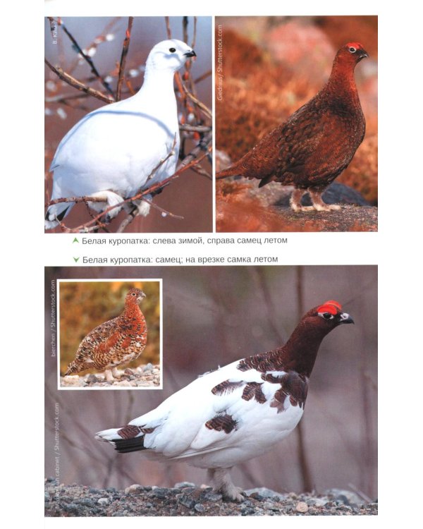 Птицы Северо-Запада; Птицы Москвы и Подмосковья (комплект из 2-х книг)