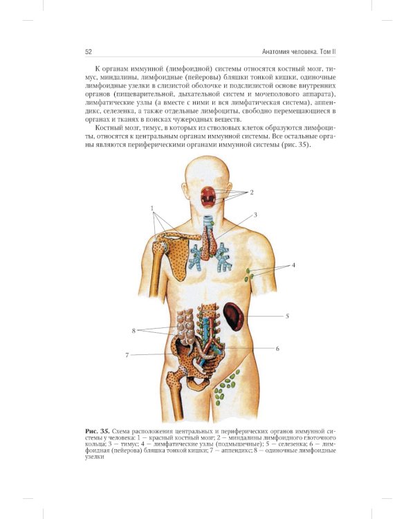 Анатомия человека: Учебник. В 2 т. (комплект из 2-х книг))