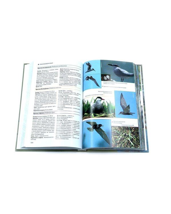 Птицы Северо-Запада; Птицы Москвы и Подмосковья (комплект из 2-х книг)
