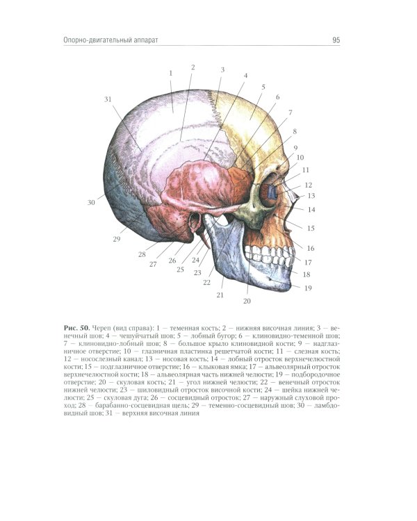 Анатомия человека: Учебник. В 2 т. (комплект из 2-х книг))