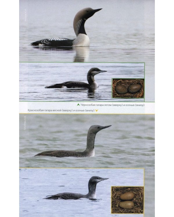 Птицы Северо-Запада; Птицы Москвы и Подмосковья (комплект из 2-х книг)