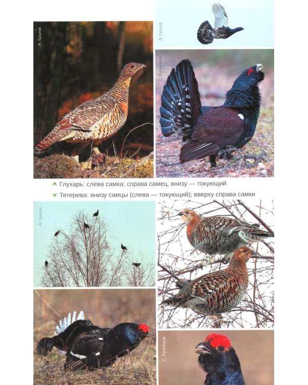 Птицы Северо-Запада; Птицы Москвы и Подмосковья (комплект из 2-х книг)