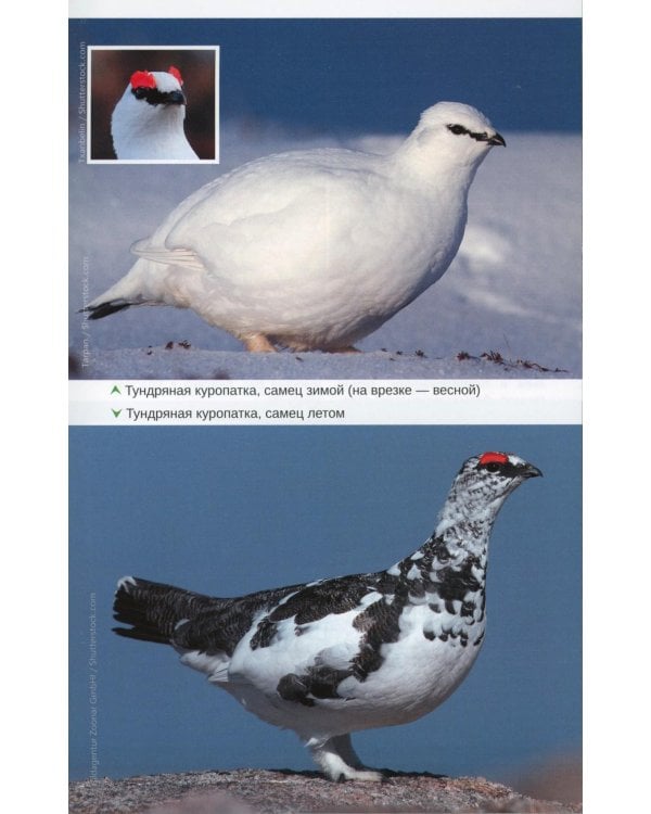 Птицы Северо-Запада; Птицы Москвы и Подмосковья (комплект из 2-х книг)