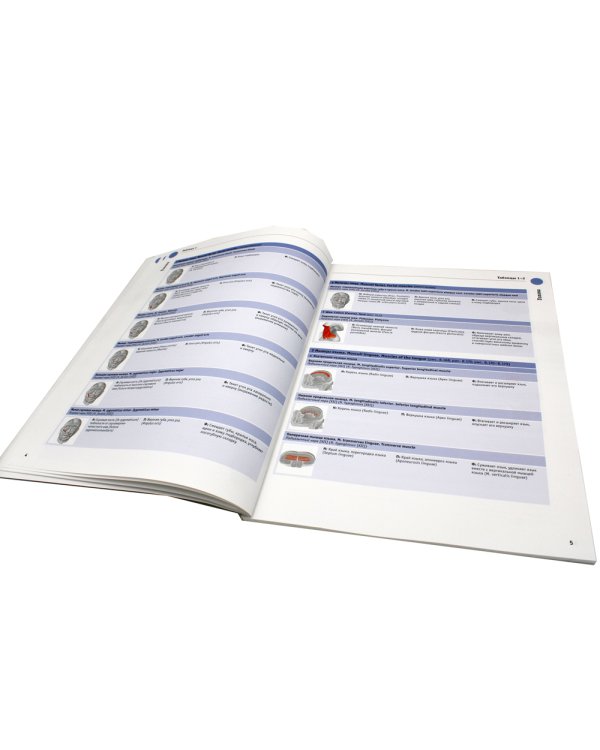 Sobotta. Таблицы мышц, суставов и нервов