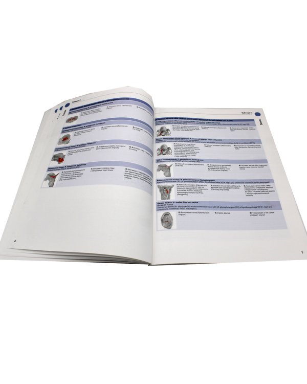 Sobotta. Таблицы мышц, суставов и нервов