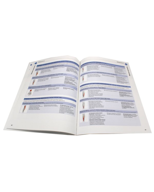 Sobotta. Таблицы мышц, суставов и нервов