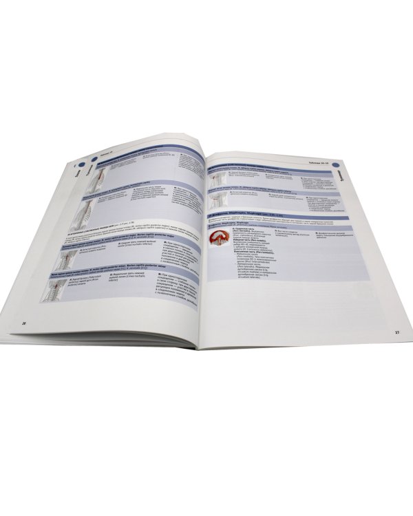 Sobotta. Таблицы мышц, суставов и нервов