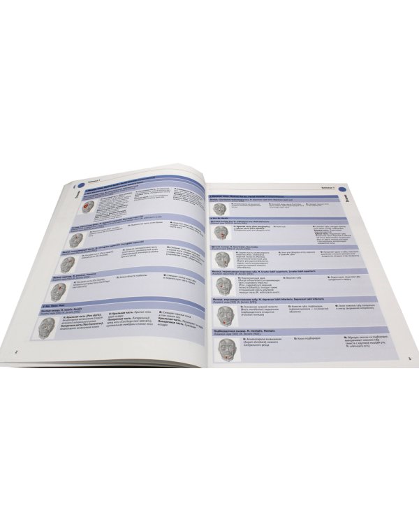 Sobotta. Таблицы мышц, суставов и нервов