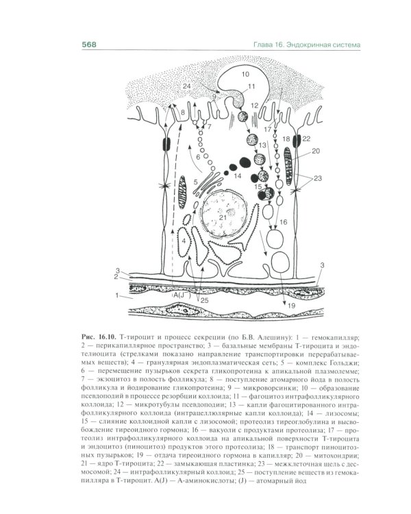 Гистология, эмбриология и цитология: Учебник. 7-е изд., перераб.и доп