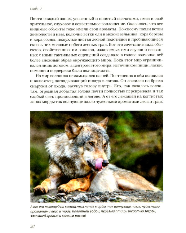 Волчьими тропами. Лесная быль