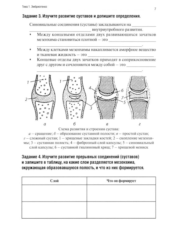 Анатомия человека: Опорно-двигательный аппарат. Ч. 2: Артросиндесмология: тетрадь-практикум