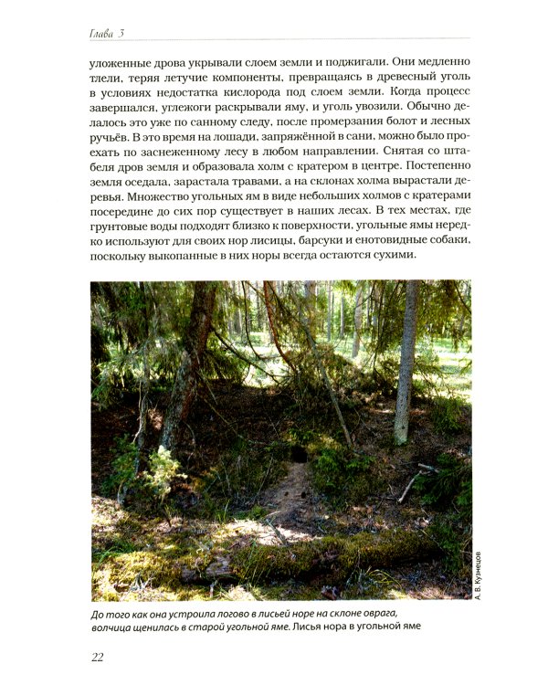 Волчьими тропами. Лесная быль