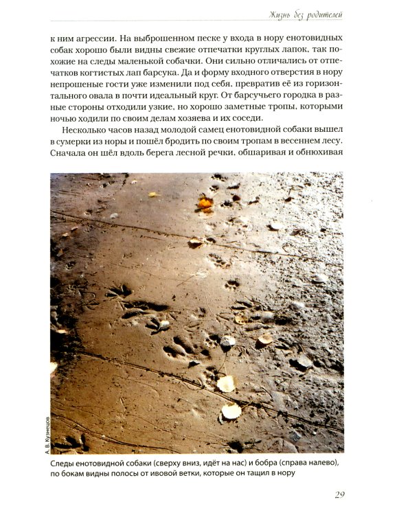 Волчьими тропами. Лесная быль