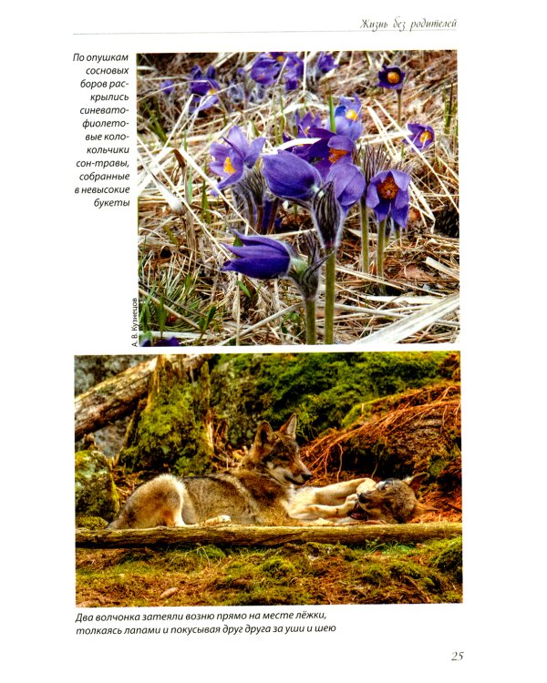 Волчьими тропами. Лесная быль