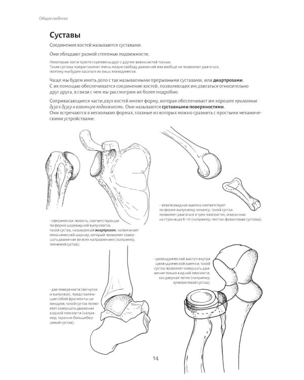 Анатомия движения: человеческое тело