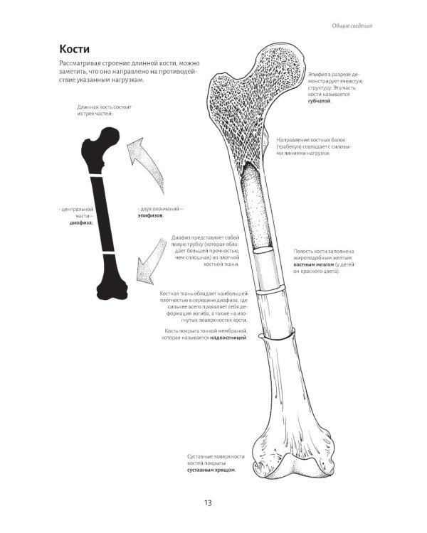 Анатомия движения: человеческое тело