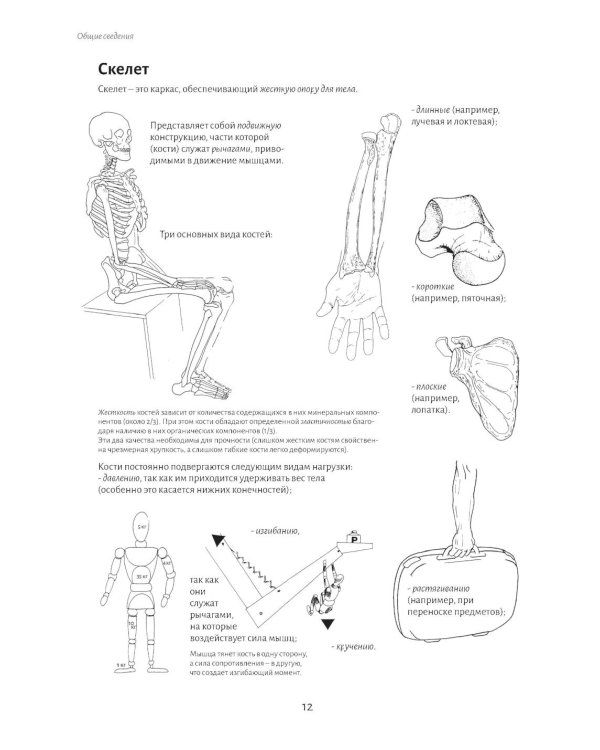 Анатомия движения: человеческое тело