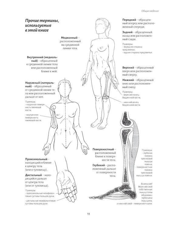 Анатомия движения: человеческое тело