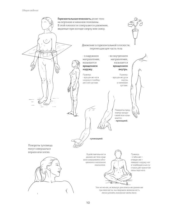 Анатомия движения: человеческое тело