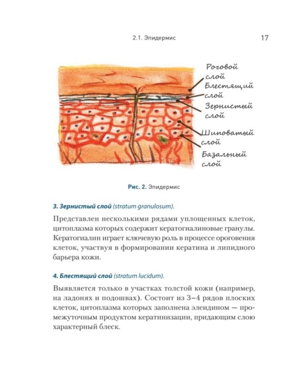 Дерматохирургия. Хирургия новообразований кожи и ее придатков: практическое руководство