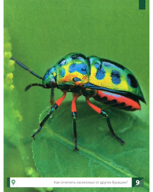 Насекомые: самая умная энциклопедия