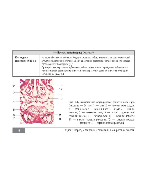 Клинические нормы. Стоматология