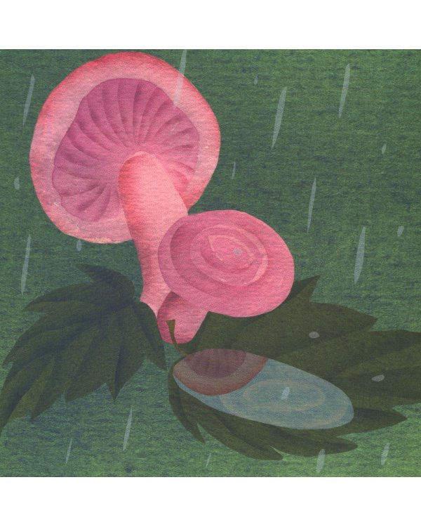 Где твой гриб?