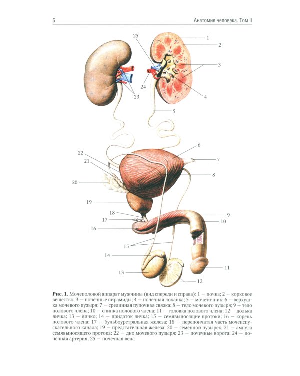 Анатомия человека: Учебник. В 2 т (комплект из 2-х книг)