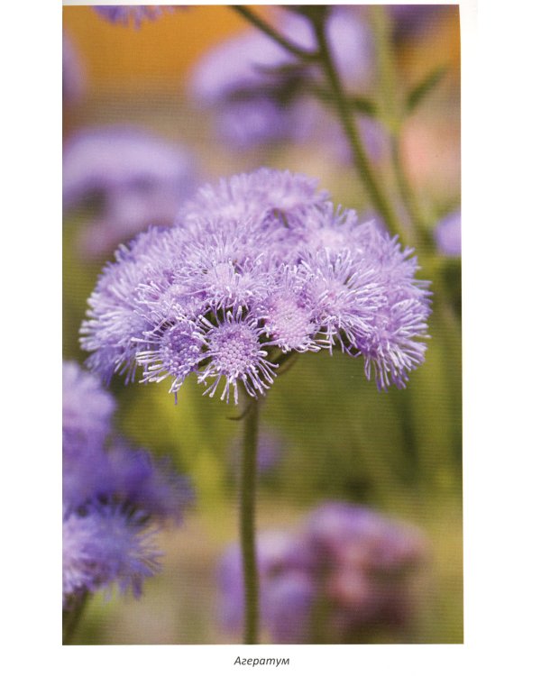 Выращиваем однолетние садовые цветы