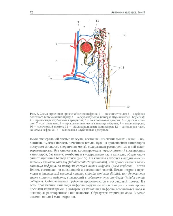 Анатомия человека: Учебник. В 2 т (комплект из 2-х книг)