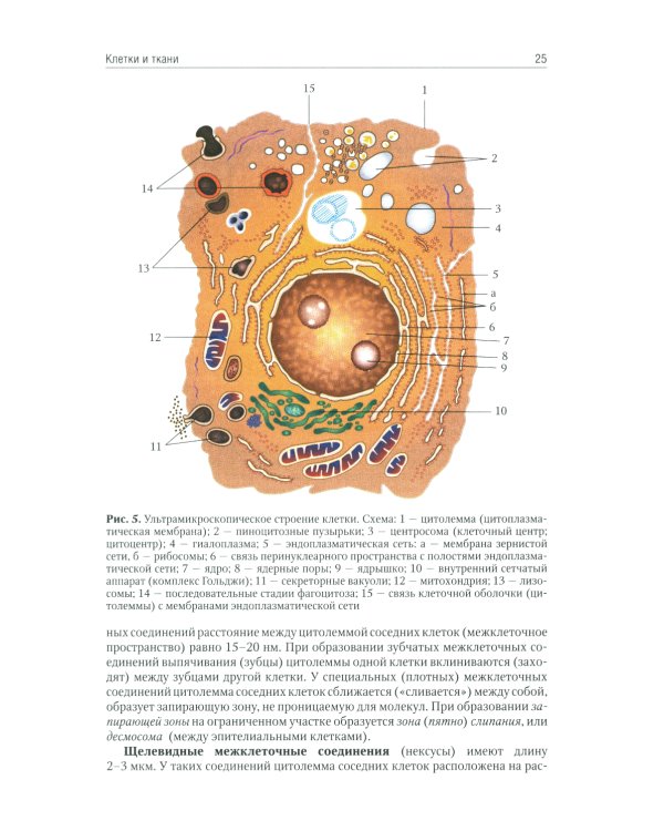 Анатомия человека: Учебник. В 2 т (комплект из 2-х книг)
