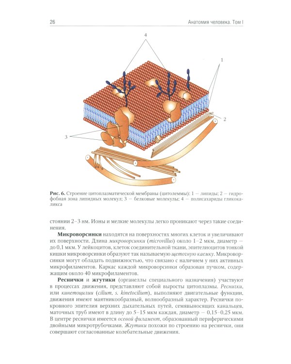 Анатомия человека: Учебник. В 2 т (комплект из 2-х книг)