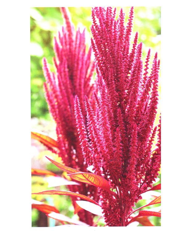 Выращиваем однолетние садовые цветы