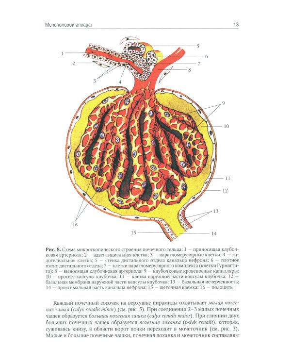 Анатомия человека: Учебник. В 2 т (комплект из 2-х книг)