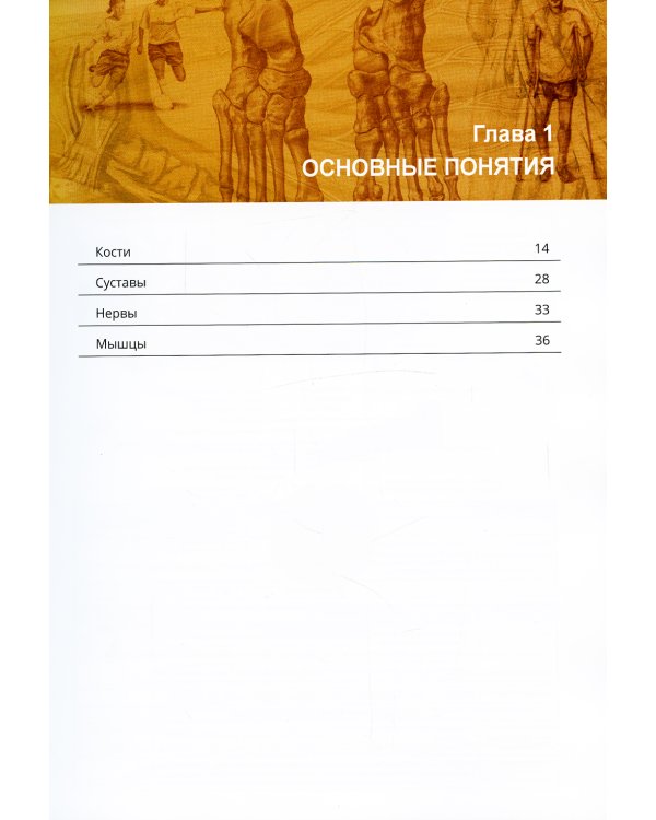 Ортопедическая анатомия Неттера