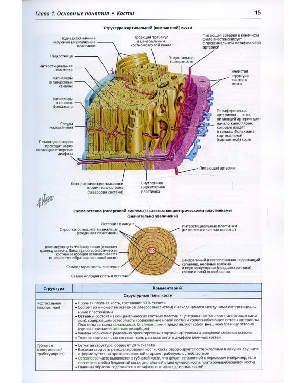 Ортопедическая анатомия Неттера