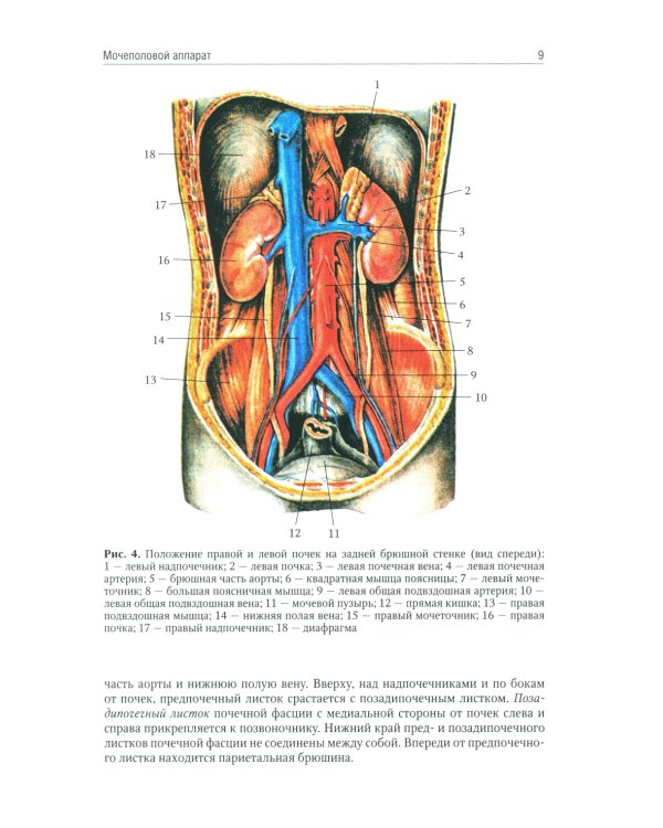 Анатомия человека: Учебник. В 2 т (комплект из 2-х книг)