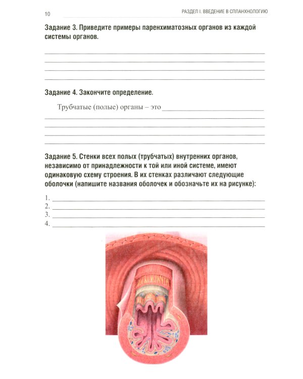 Анатомия человека: Спланхнология. Ч. 4. Пищеварительная система: тетрадь-практикум