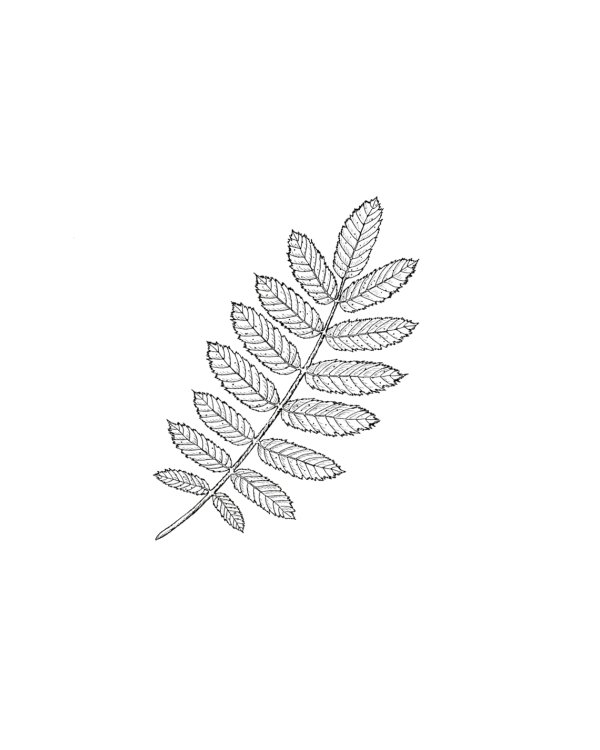 Гнев - ее ответ