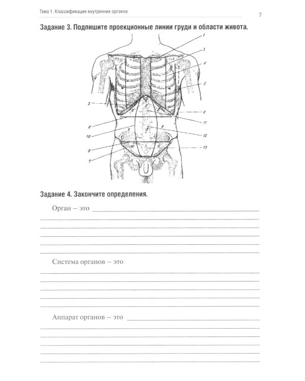 Анатомия человека: Спланхнология. Ч. 4. Пищеварительная система: тетрадь-практикум