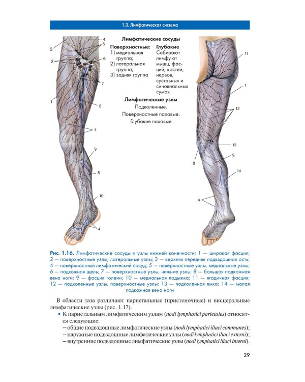 Массаж. Атлас-справочник. Диагностика, лечение, профилактика